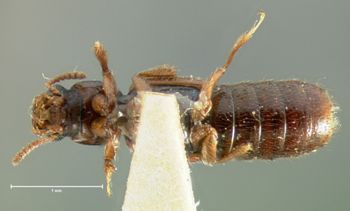Media type: image;   Entomology 6535 Aspect: habitus ventral view